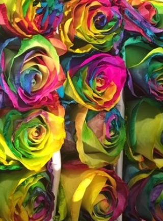 Rainbow roses $ 15.00 each
